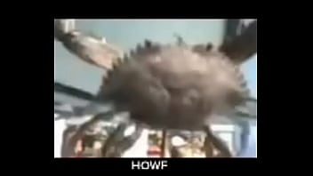 Senhor siri fazendo flexões enquanto narrador fala