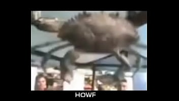 Senhor siri fazendo flexões enquanto narrador fala