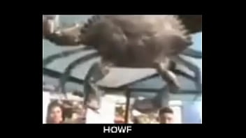 Senhor siri fazendo flexões enquanto narrador fala