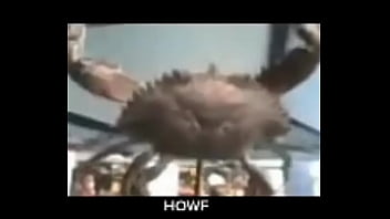 Senhor siri fazendo flexões enquanto narrador fala