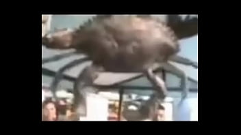 Senhor siri fazendo flexões enquanto narrador fala