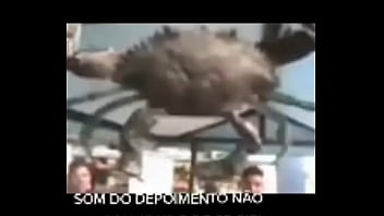 Senhor siri fazendo flexões enquanto narrador fala