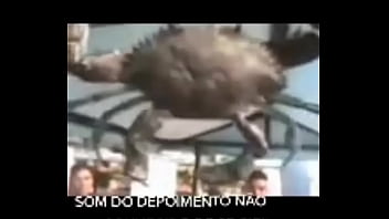 Senhor siri fazendo flexões enquanto narrador fala Senhor siri fazendo flexões enquanto narrador fala