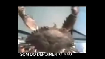 Senhor siri fazendo flexões enquanto narrador fala