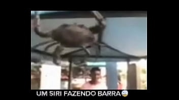 Senhor siri fazendo flexões enquanto narrador fala