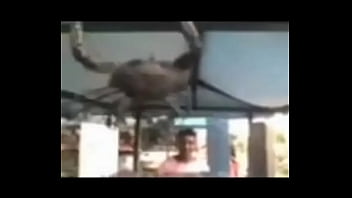 Senhor siri fazendo flexões enquanto narrador fala