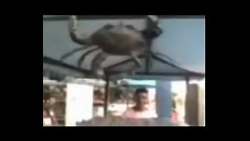 Senhor siri fazendo flexões enquanto narrador fala