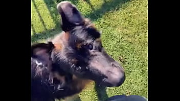 When i own a gsd it's for working he knows his job and keep up with training