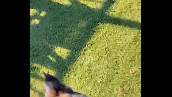 When i own a gsd it's for working he knows his job and keep up with training