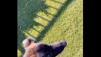 When i own a gsd it's for working he knows his job and keep up with training