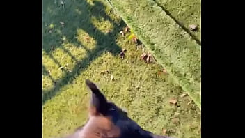 When i own a gsd it's for working he knows his job and keep up with training