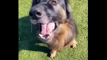 When i own a gsd it's for working he knows his job and keep up with training