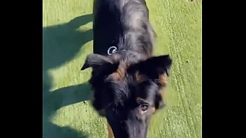 When i own a gsd it's for working he knows his job and keep up with training