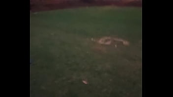 Dando coice no time do renannoveski na linha holandesa