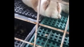 兔丁 小畜生 兔丁 小畜生