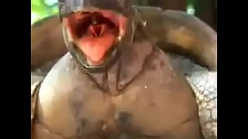 Tartaruga pegando esposa sem dó nem piedade pra bater a vida toda