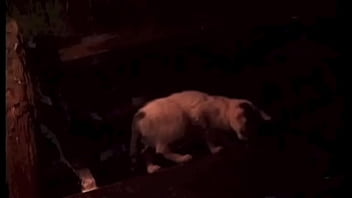 The country lady doggside in the barn enjoys a nice cock