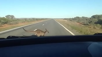 A funcking kangarooo oooooooooooo