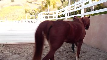 Two beautiful babes ally evans dani daniels gets it going in the stable