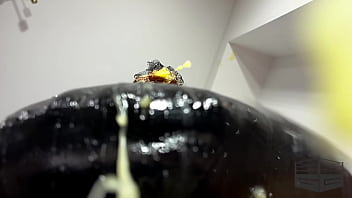 Ballbusting mood chicken nightmare