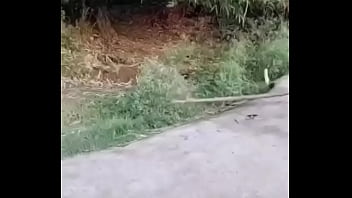 Indiano comendo tua mãe