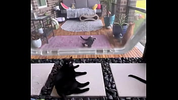 Happy international cat day from my cats to yours