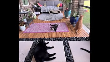 Happy international cat day from my cats to yours