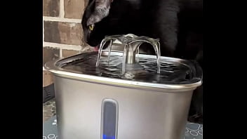 Happy international cat day from my cats to yours