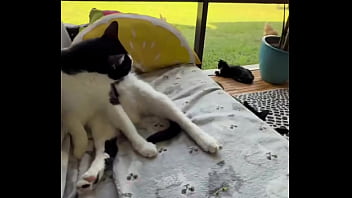 Happy international cat day from my cats to yours