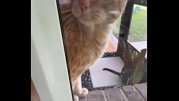 Happy international cat day from my cats to yours