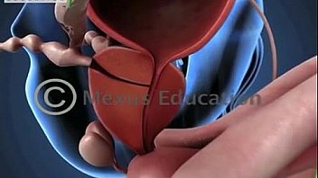 Learn about the male and female reproductive systems men for women women for men