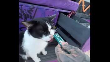 A cat was waiting for us on our car we don’t know who she is but she’s cute what would you name her #straycat