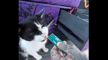 A cat was waiting for us on our car we don’t know who she is but she’s cute what would you name her #straycat