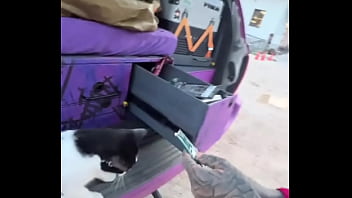 A cat was waiting for us on our car we don’t know who she is but she’s cute what would you name her #straycat