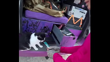 A cat was waiting for us on our car we don’t know who she is but she’s cute what would you name her #straycat