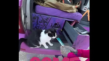 A cat was waiting for us on our car we don’t know who she is but she’s cute what would you name her #straycat