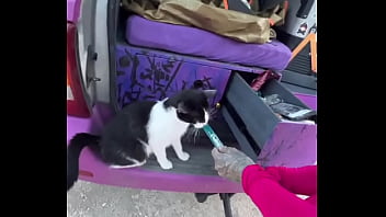 A cat was waiting for us on our car we don’t know who she is but she’s cute what would you name her #straycat