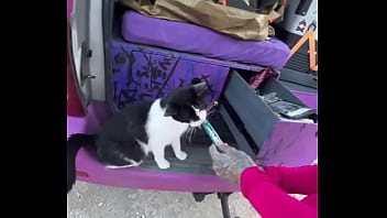 A cat was waiting for us on our car we don’t know who she is but she’s cute what would you name her #straycat A cat was waiting for us on our car we don’t know who she is but she’s cute what would you name her #straycat
