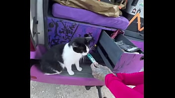 A cat was waiting for us on our car we don’t know who she is but she’s cute what would you name her #straycat