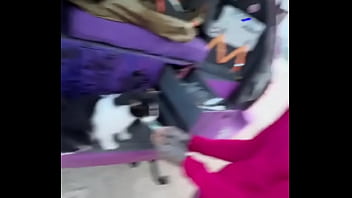 A cat was waiting for us on our car we don’t know who she is but she’s cute what would you name her #straycat