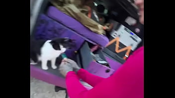 A cat was waiting for us on our car we don’t know who she is but she’s cute what would you name her #straycat