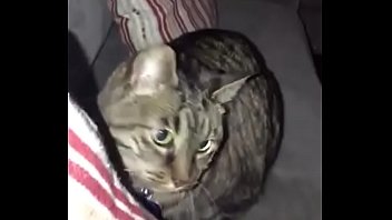 Xaninhas brincando e caindo por pura diversão