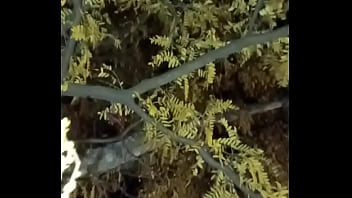 I'm a jolly good fellow while smiling with yellow trees and anal ending