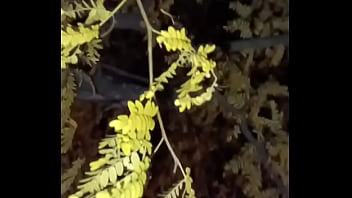 I'm a jolly good fellow while smiling with yellow trees and anal ending