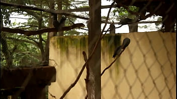 Baise Publique Des Touristes Dans Un Parc A Yaoundé Pendant La Coupe D'afrique Des Nations De Football Au Cameroun Cette Femme Se Fait Copieusement Baisé En Public Par Le Touriste Dans Un Parc thumbnail