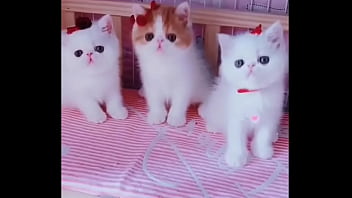 Cat Cat