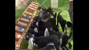 نيك اكس اكس