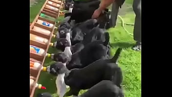 نيك اكس اكس