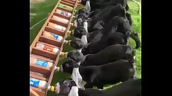 نيك اكس اكس