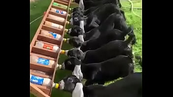 نيك اكس اكس